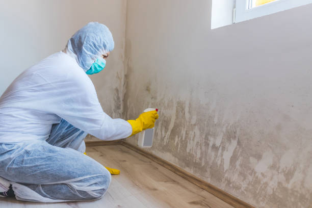 Licensed Commercial Mold Remediation service in Palm Harbor, FL - Car Mold Remediation